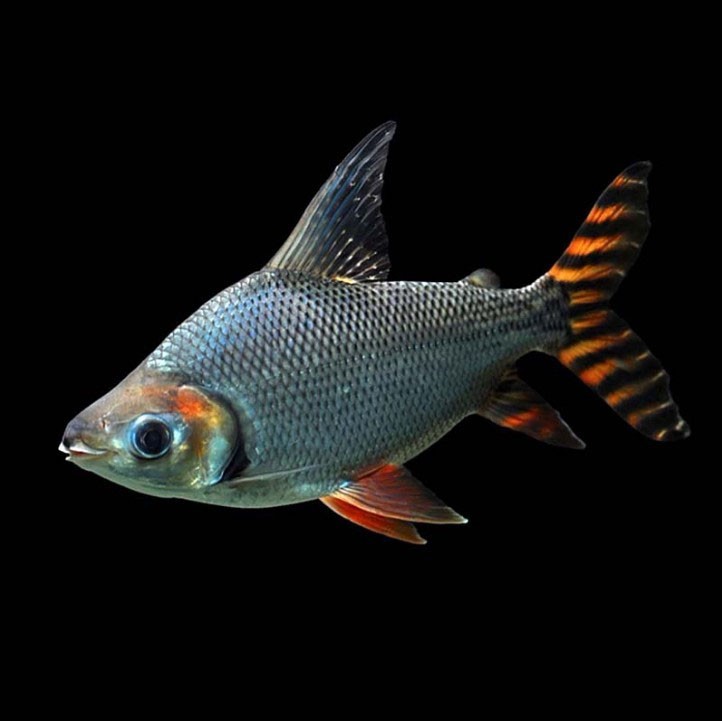 Bangkok Straight striped Phoenix fish