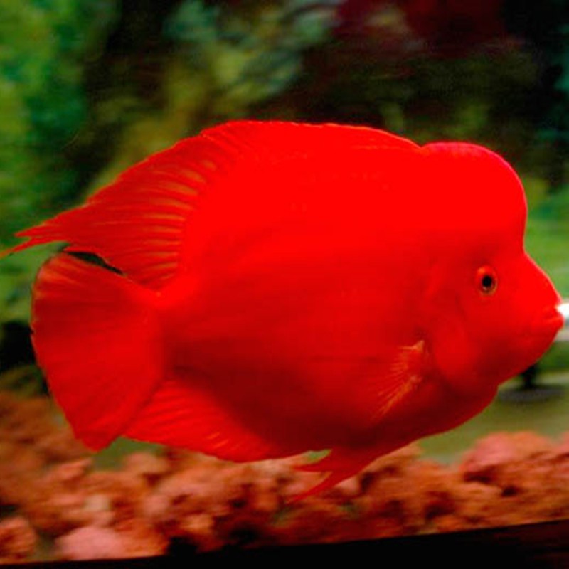 Bangkok Caishen parrot fish - red Caishen fish