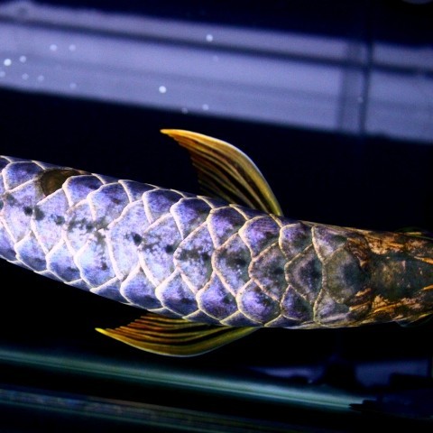 Bangkok Blue backed Arowana