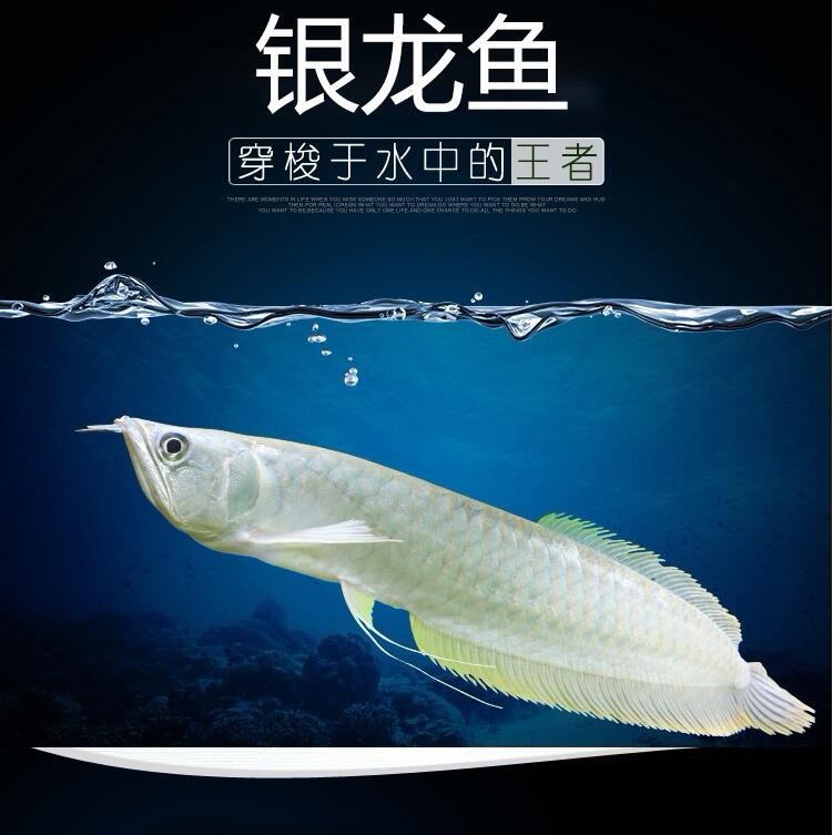 Bangkok Silver Arowana