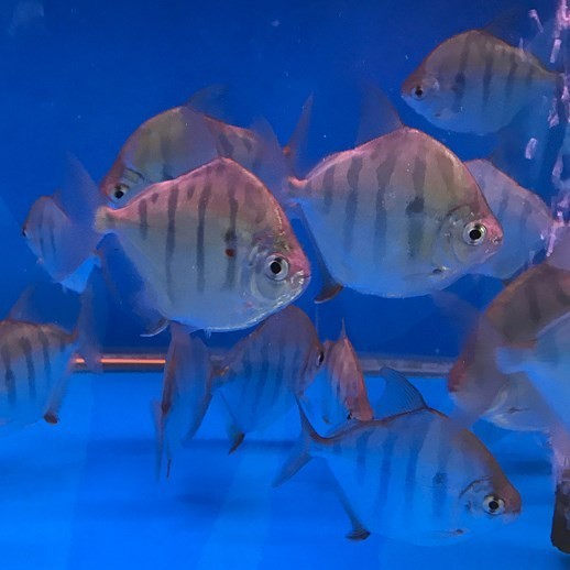 Bangkok Tiger silver plate fish