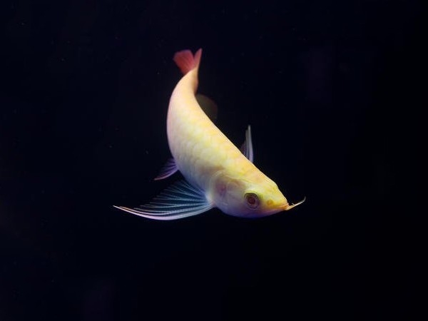 Bangkok Albino red Arowana